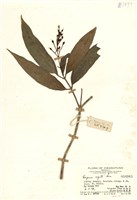 藏品(五寸鐵樹(銳尖山香圓))的圖片